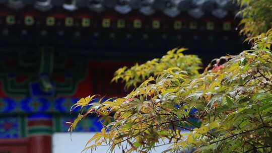 古建筑屋檐下雨水滴水花