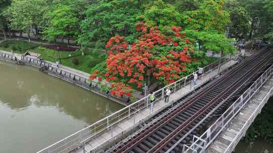 中国广东省广州市荔湾区花地河凤凰花