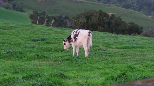 在草原上独自吃草的奶牛