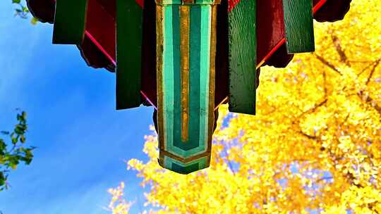 中式古建筑前的黄色的银杏叶