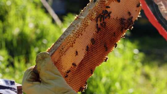 蜜蜂，蜂巢，蜂巢，养蜂人