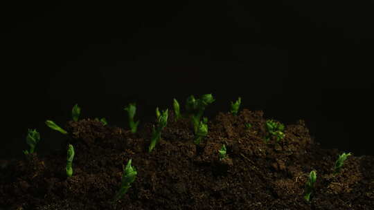 种子发芽  植物生长延时拍摄视频素材模板下载
