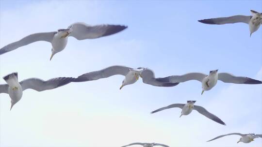 海鸥自由的翱翔