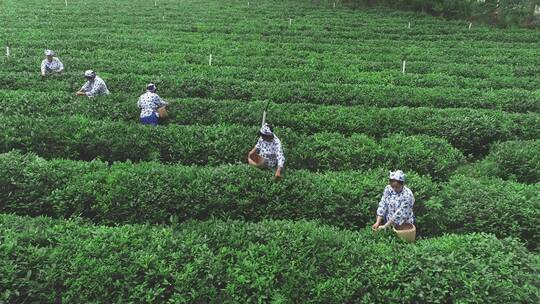 航拍茶园茶山风光采茶女采摘茶叶采茶女性视频素材模板下载