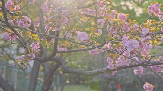 武汉理工大学春天粉红色的樱花晚樱绽放