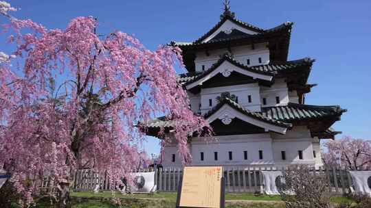 日本街道建筑治愈粉色樱花