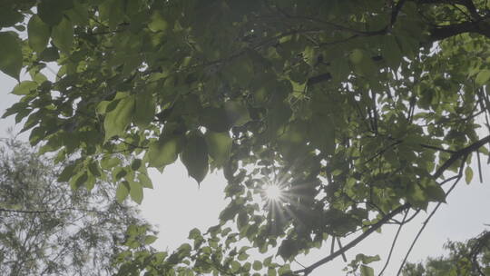 【4K】阳光穿过重叠的树叶形成星芒—SLog3