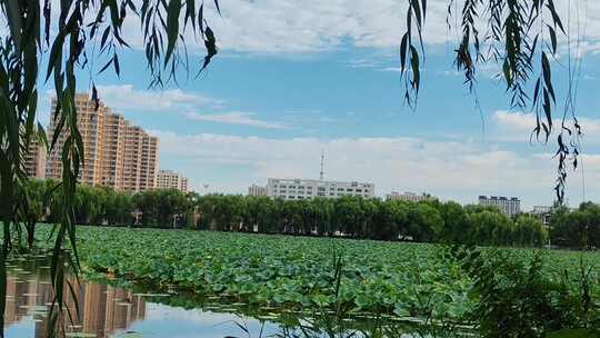 城市风景