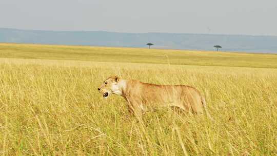 Safari，步行，非洲，热带草原