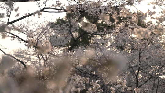 武汉东湖航拍绿道樱花近景