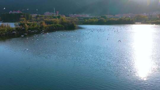 航拍滇池游船与海鸥