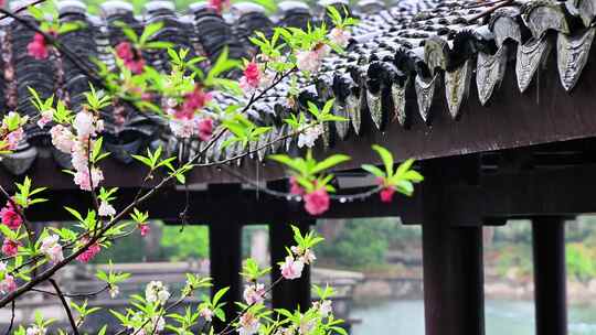 雨滴 春天 禅意 江南古镇 瓦片 桃花视频素材模板下载