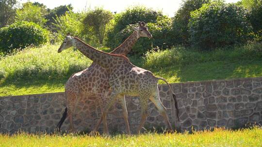 两只长颈鹿在森林动物园里散步视频素材模板下载