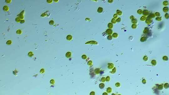 显微镜下放大100倍的微生物眼虫裸藻视频素材模板下载