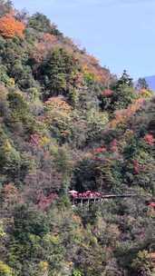 竖屏航拍四川光雾山漫山红叶