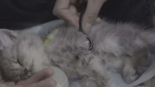 宠物医院里的猫咪幼崽视频素材模板下载