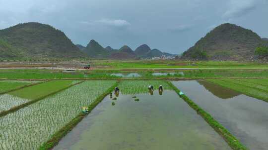 农村插秧场景