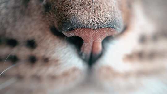 猫 大脸猫 猫特写