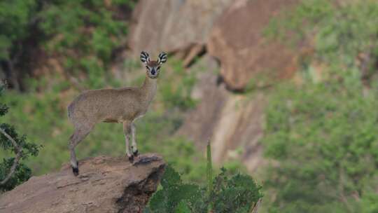 Klipspringer，肯尼亚，非洲，