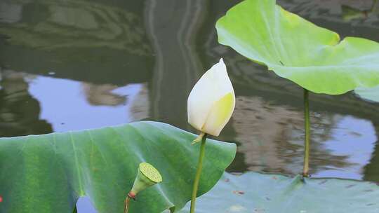 白色荷花 荷塘 风中荷叶 白莲花