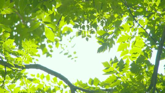 夏天阳光树叶唯美空镜头意境植物