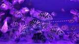 水族馆的鱼高清在线视频素材下载