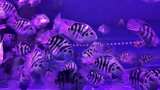 水族馆的鱼高清在线视频素材下载