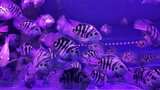 水族馆的鱼高清在线视频素材下载