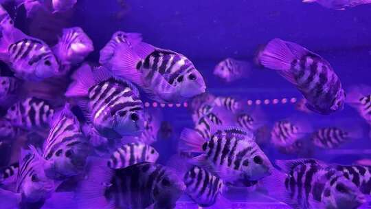 水族馆的鱼