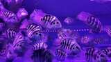 水族馆的鱼高清在线视频素材下载