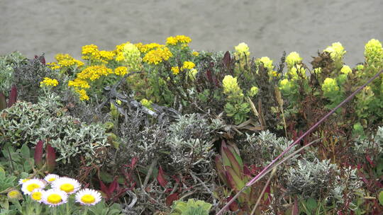 海岸的野花