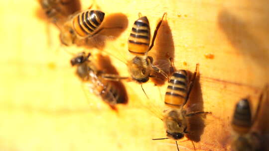 蜂 蜜蜂 特写 光影 采蜜蜂 人工养殖