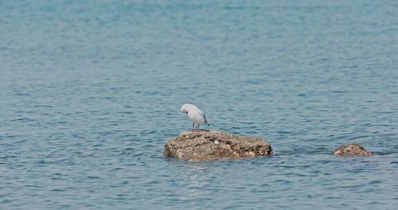 8k 实拍海边礁石上的海鸟海鸥
