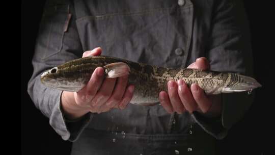 厨师拿起一条鱼黑鱼乌鳢鱼海鲜食材