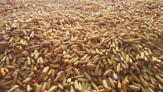 4K北方农村秋天丰收的玉米谷物