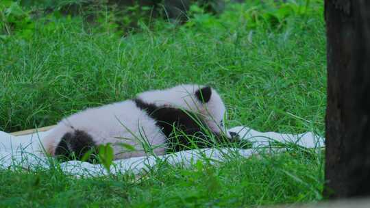 熊猫宝宝视频素材模板下载