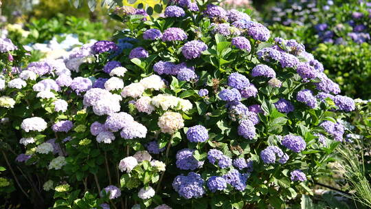 绣球花鲜花花海花园花艺园艺