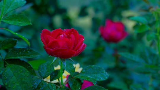 玫瑰花 月季花 鲜花 露水 春暖花开