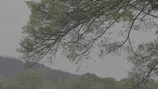 湘湖春天雨后实拍素材