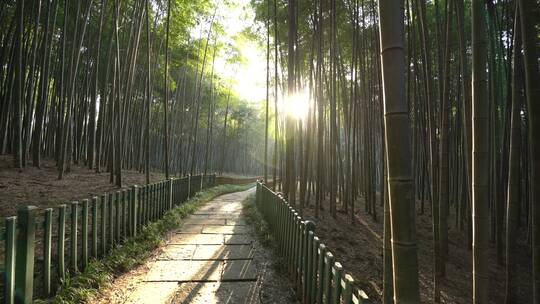 杭州西湖景区植物园