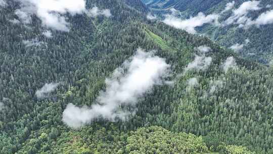 航拍人间仙境西藏高山林海云雾缭绕秋天风景