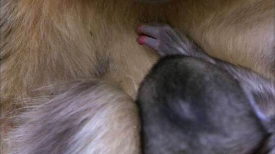 新出生的金丝猴幼崽11视频素材模板下载