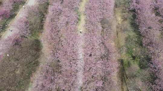 航拍长沙贝拉小镇樱花园开满樱花