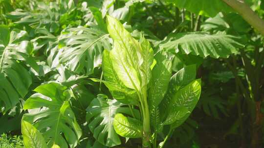 热带园林绿植 绿化 园林 小区绿化