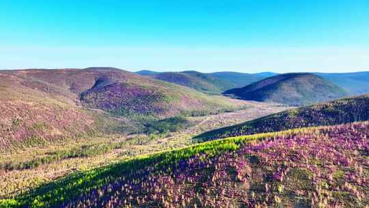 航拍大兴安岭春季山林杜鹃花海