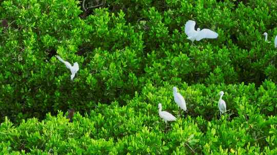 江门红树林 海边红树林 候鸟 栖息地航拍视频素材模板下载