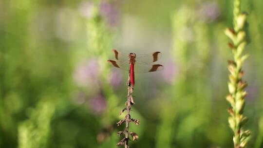红色蜻蜓在草丛中休息