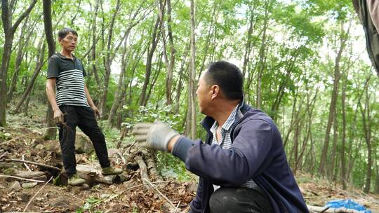 长白山挖人参的农民