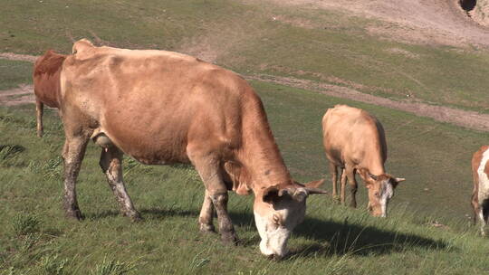 草原上散养的牛群视频素材模板下载