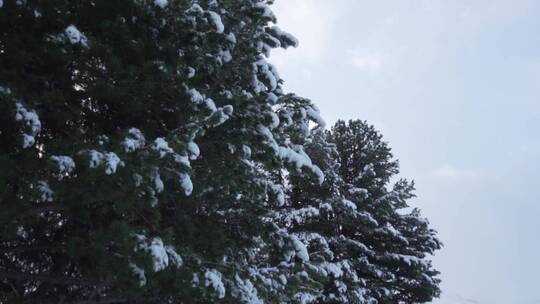 树枝上覆盖着积雪的松树